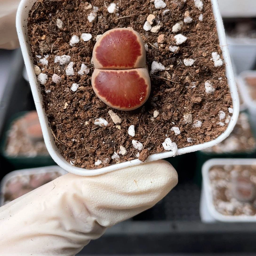 6070大棚清仓甩卖了