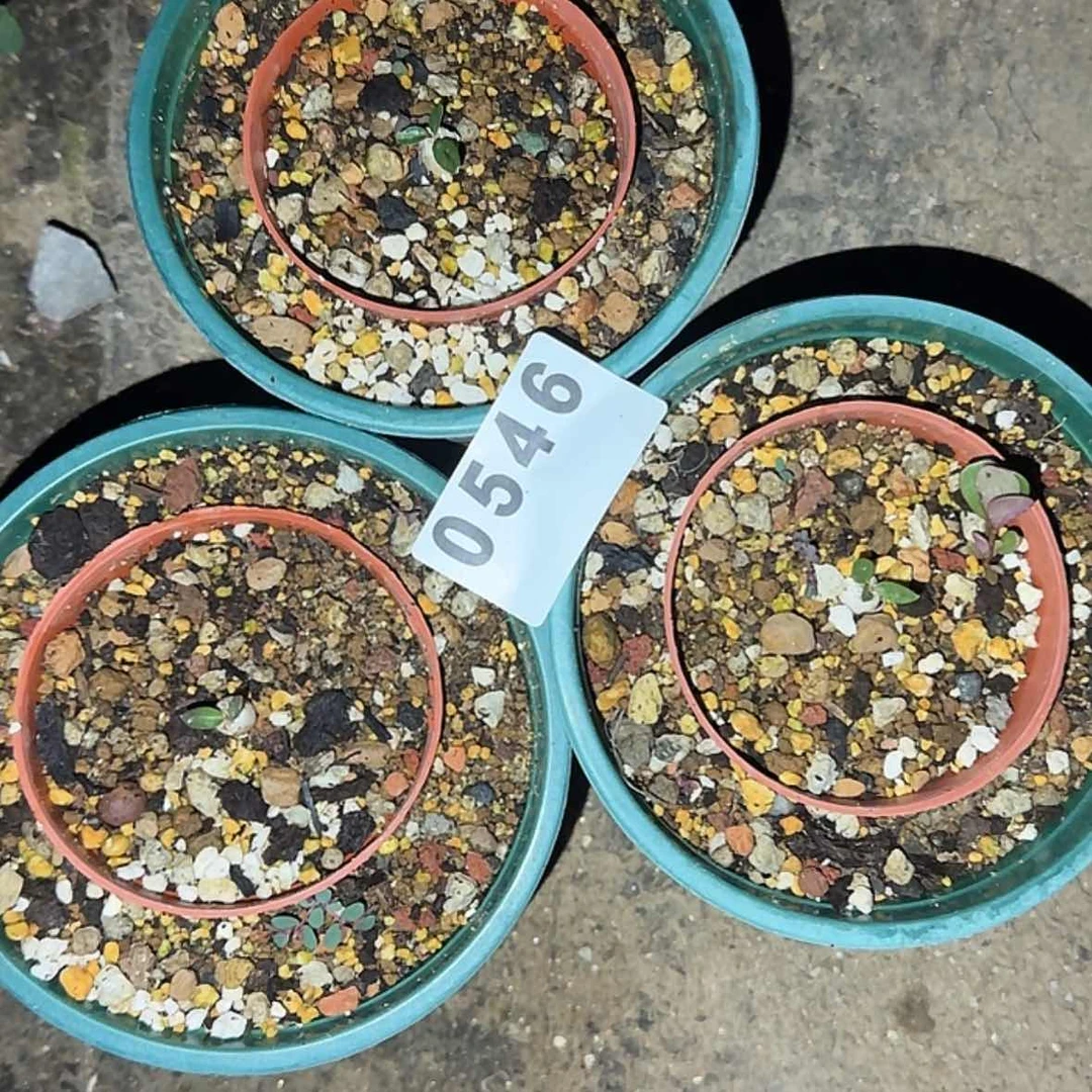【闪购商品】W***r块根植物