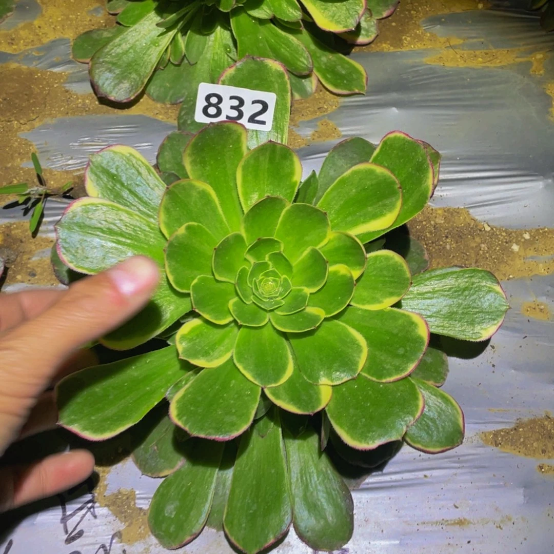 水晶莲花多肉植物832