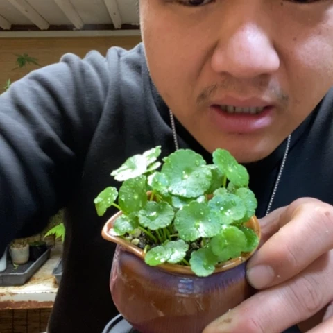 红陶一物一拍所见即所得144