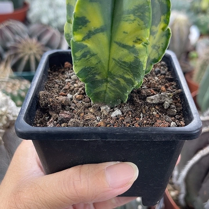 冰**王仙人球开花仙人球上