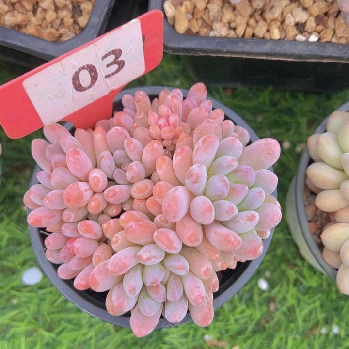 健健康康平平安安