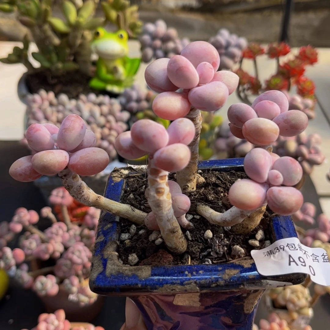 910/10cm糖果桃蛋多肉植物