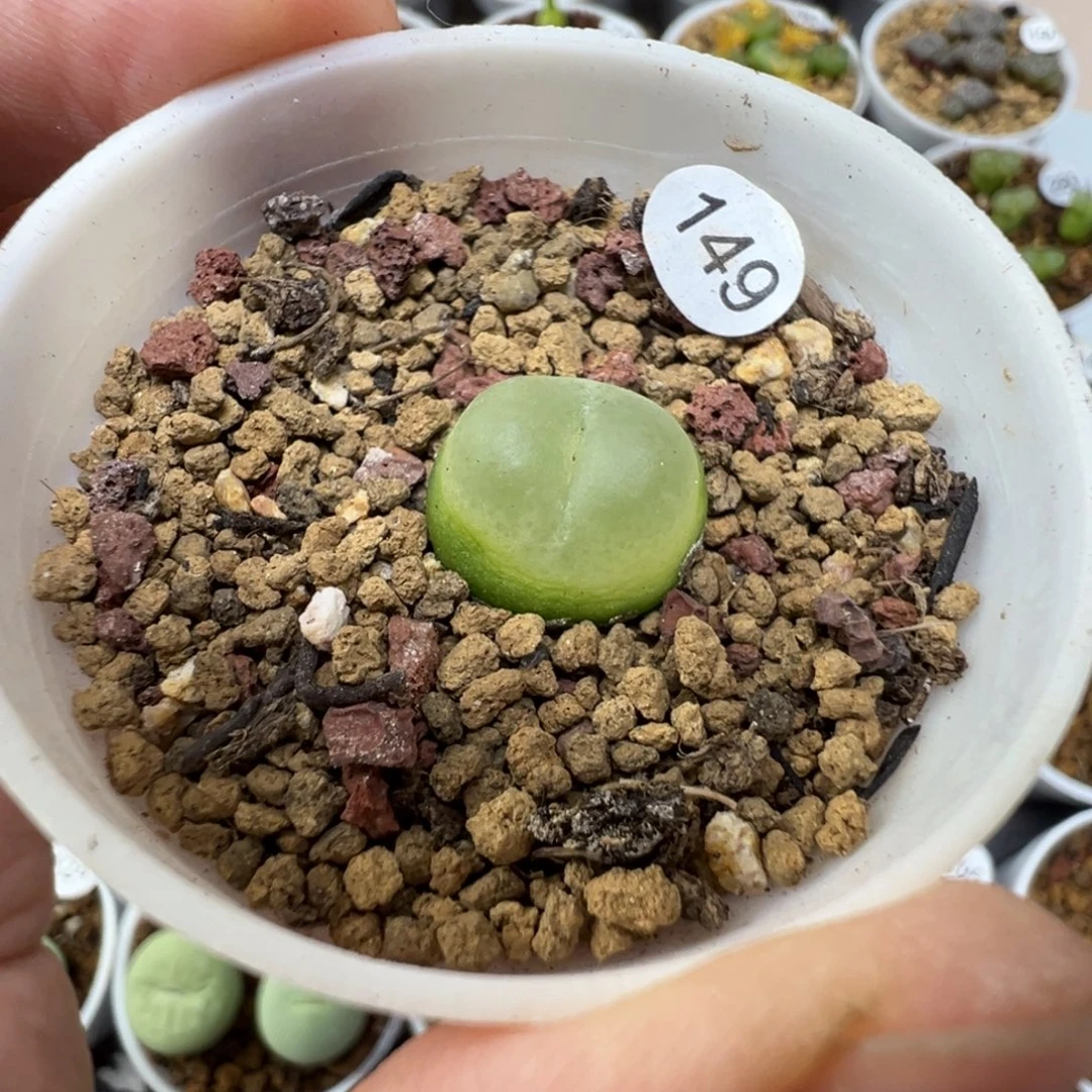 拉登一颗带盆土149000