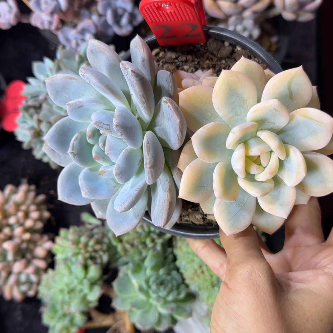 橙子宽锦一物一拍22