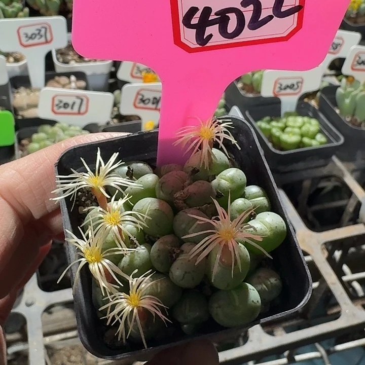 密密麻麻吗吗吗4022