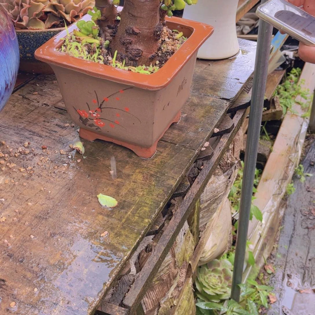 兜***米多肉植物保护研究所所长