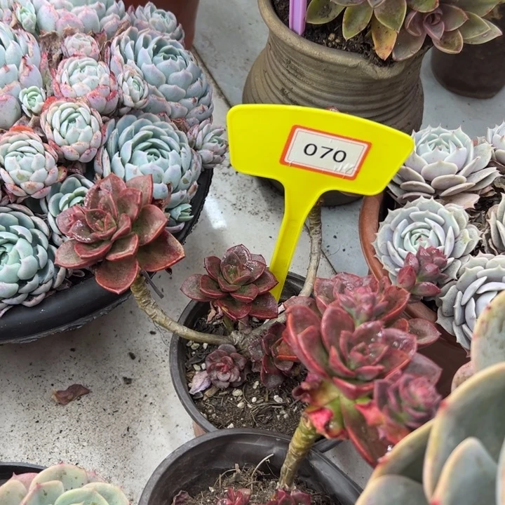 ?*巧克力多肉植物070