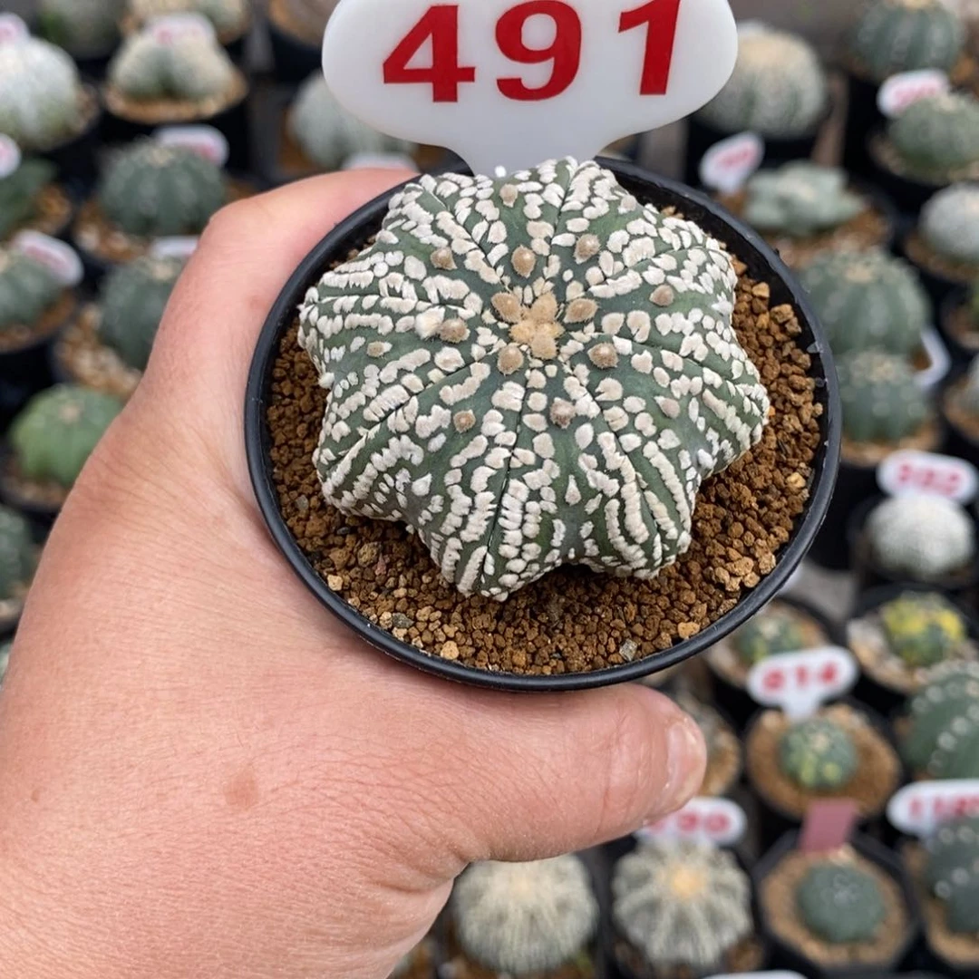 491扁体海星超兜