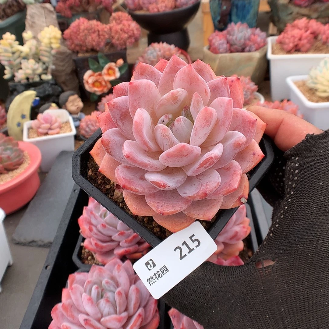 215玫瑰梦露量拍多肉植物