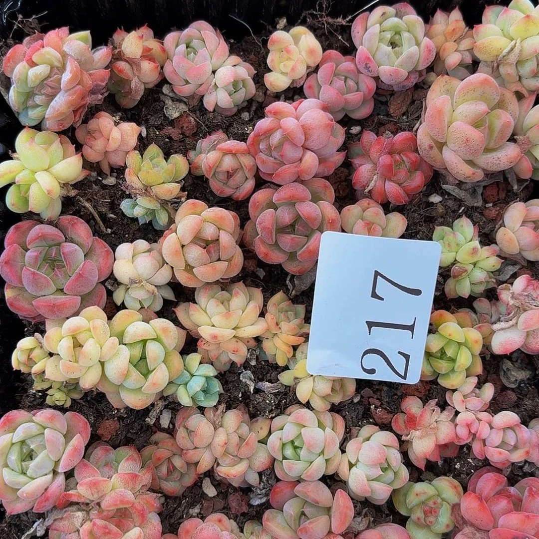 ℡****多肉植物多肉植物217