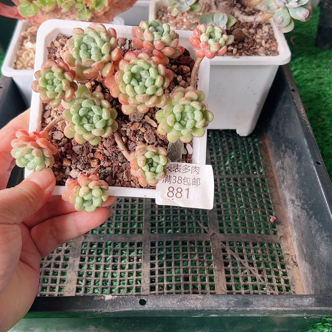 多肉一物一拍植物881