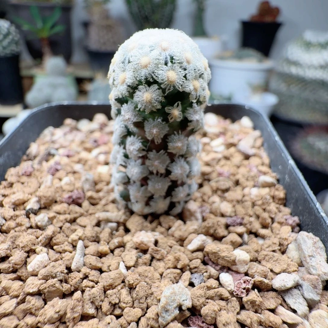 实生戴斯尤脱土发货