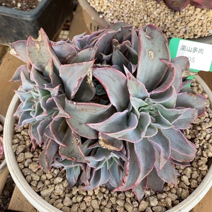 D105- 直播福利 饺子皮捧花