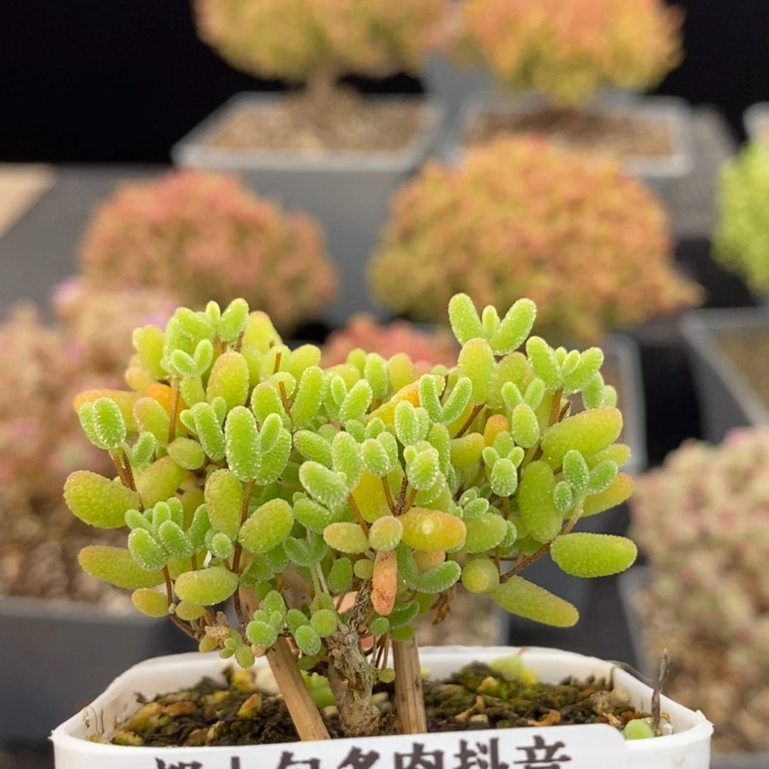 蜜橘糖球650枝干番杏