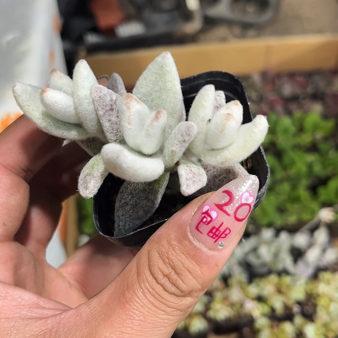 福兔耳单头发货有根发货