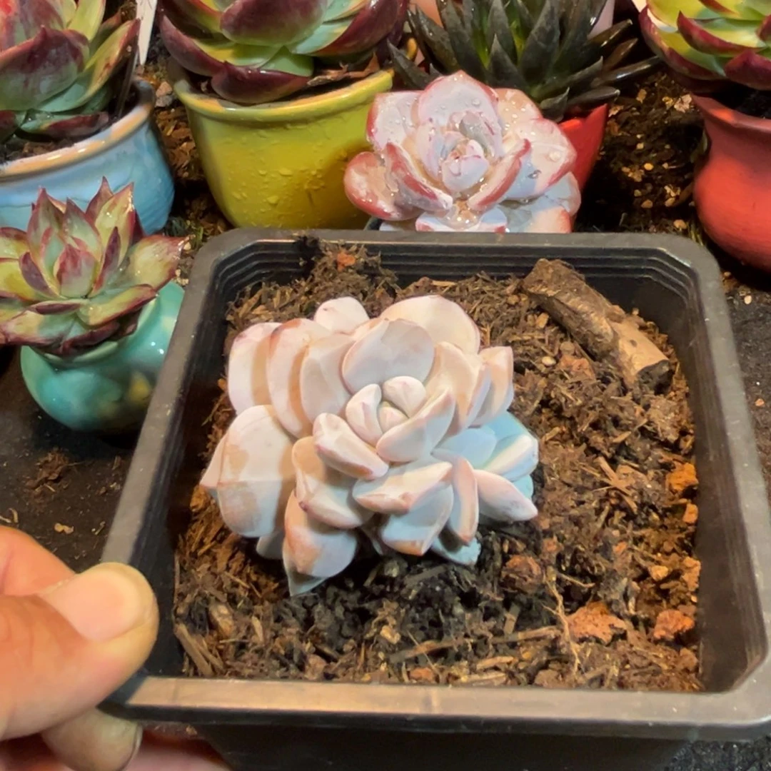 韩版奶茶惊鸿一瞥多肉植物
