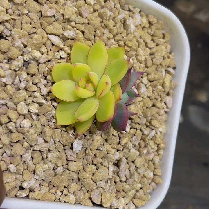 也一拍也一拍惊鸿锦哦