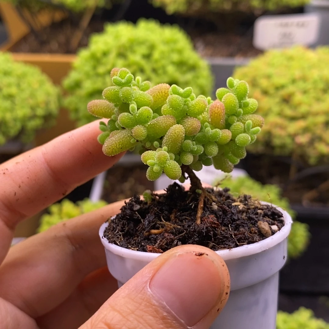 268蜜桔。