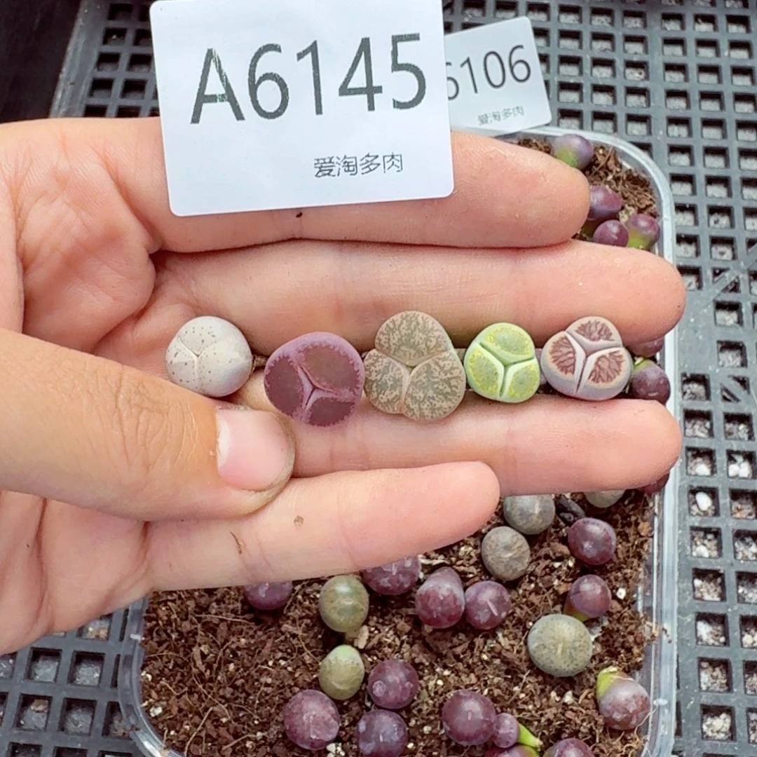 6145—生石花 生石花