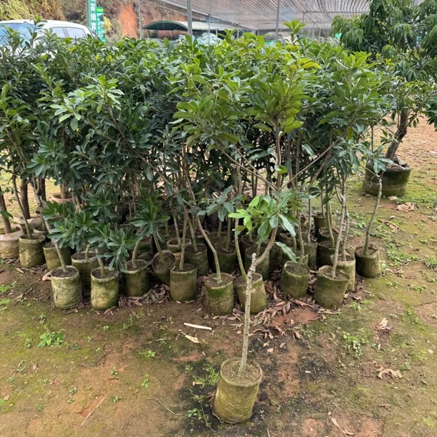 东槐杨梅苗常年绿绿，果子金丝楠木大又甜。