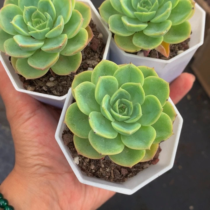 星塔娜  （满9.99包邮不满9.99发叶子）