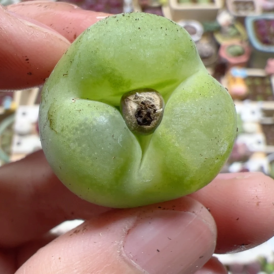 【闪购商品】265 翠光