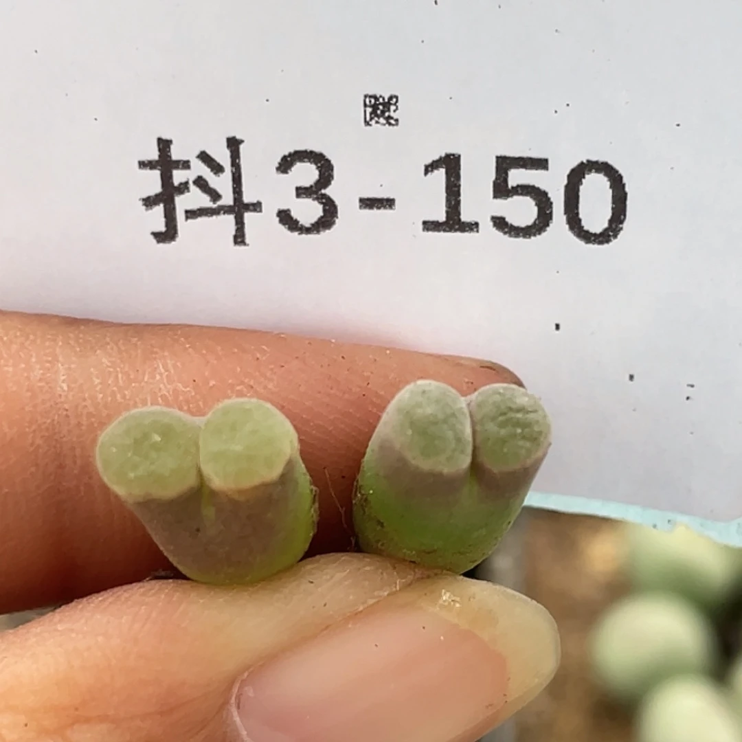 3-150磁铁多肉植物