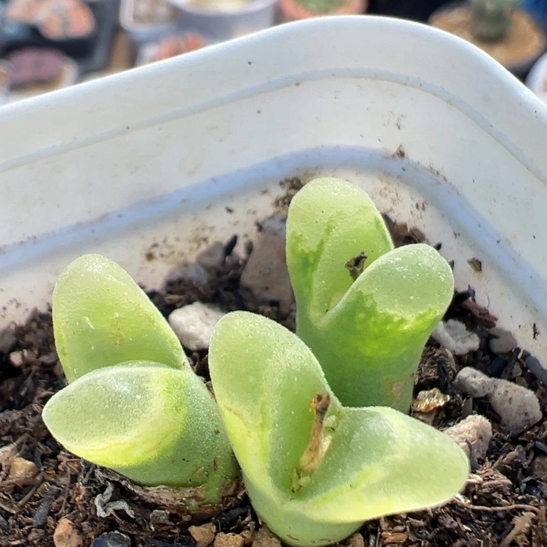 99多肉植物百科植物