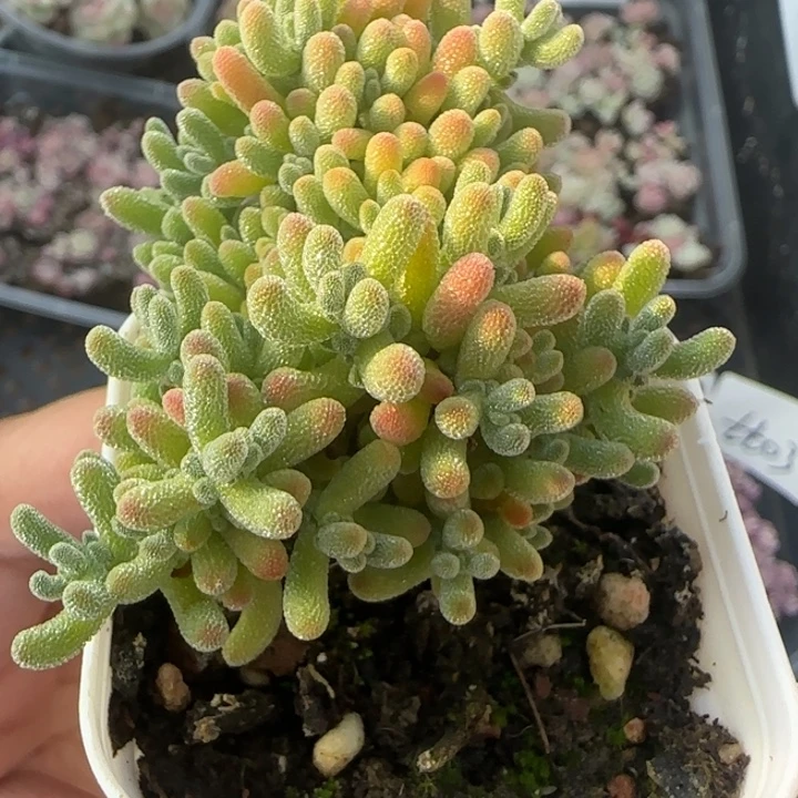 紫水晶枝干一颗带盆土