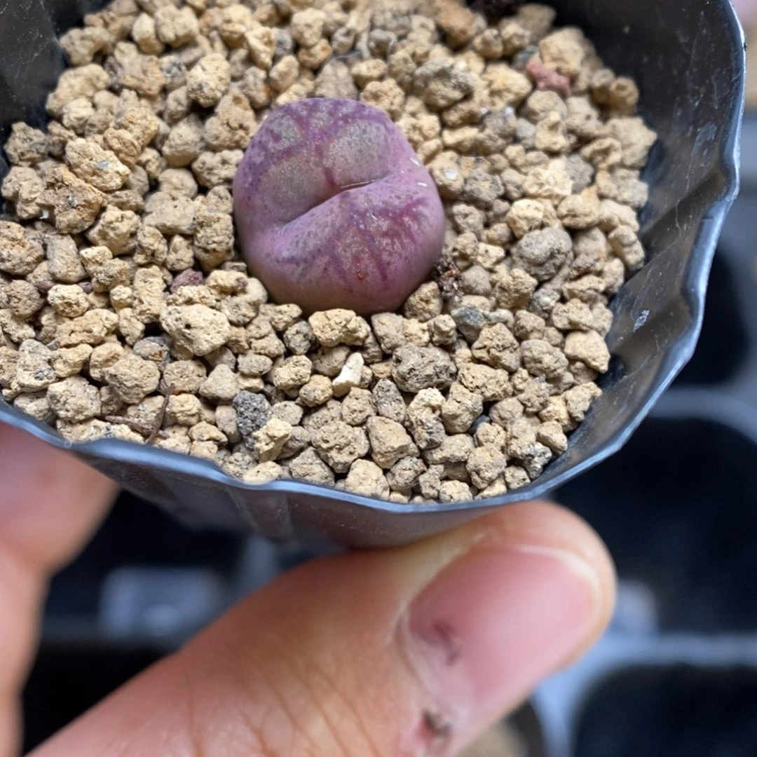 多肉植物肉锥杂交K-3738