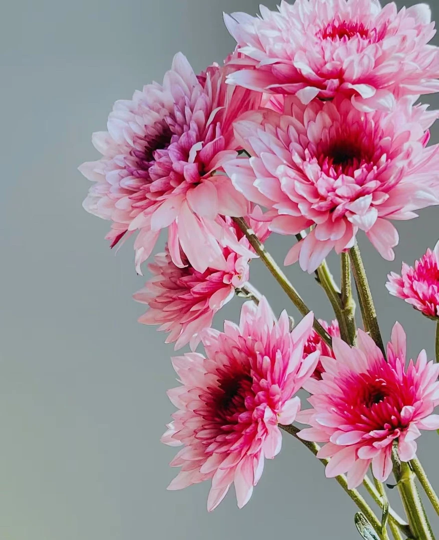 三岁花集-多头小雏菊粉丹特（一单中通两单顺丰冷链包邮）