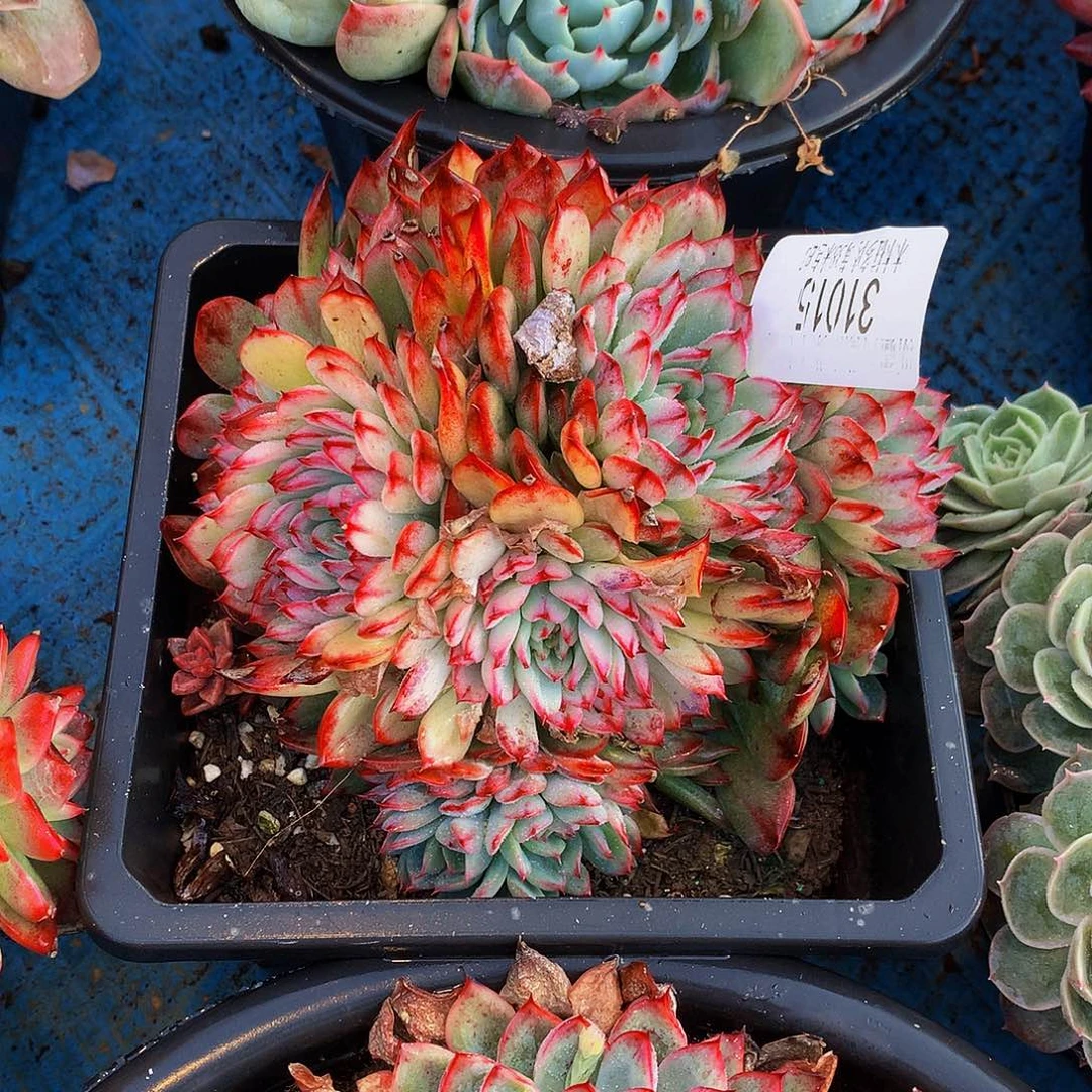 雪***絨   马赛尔多肉31015