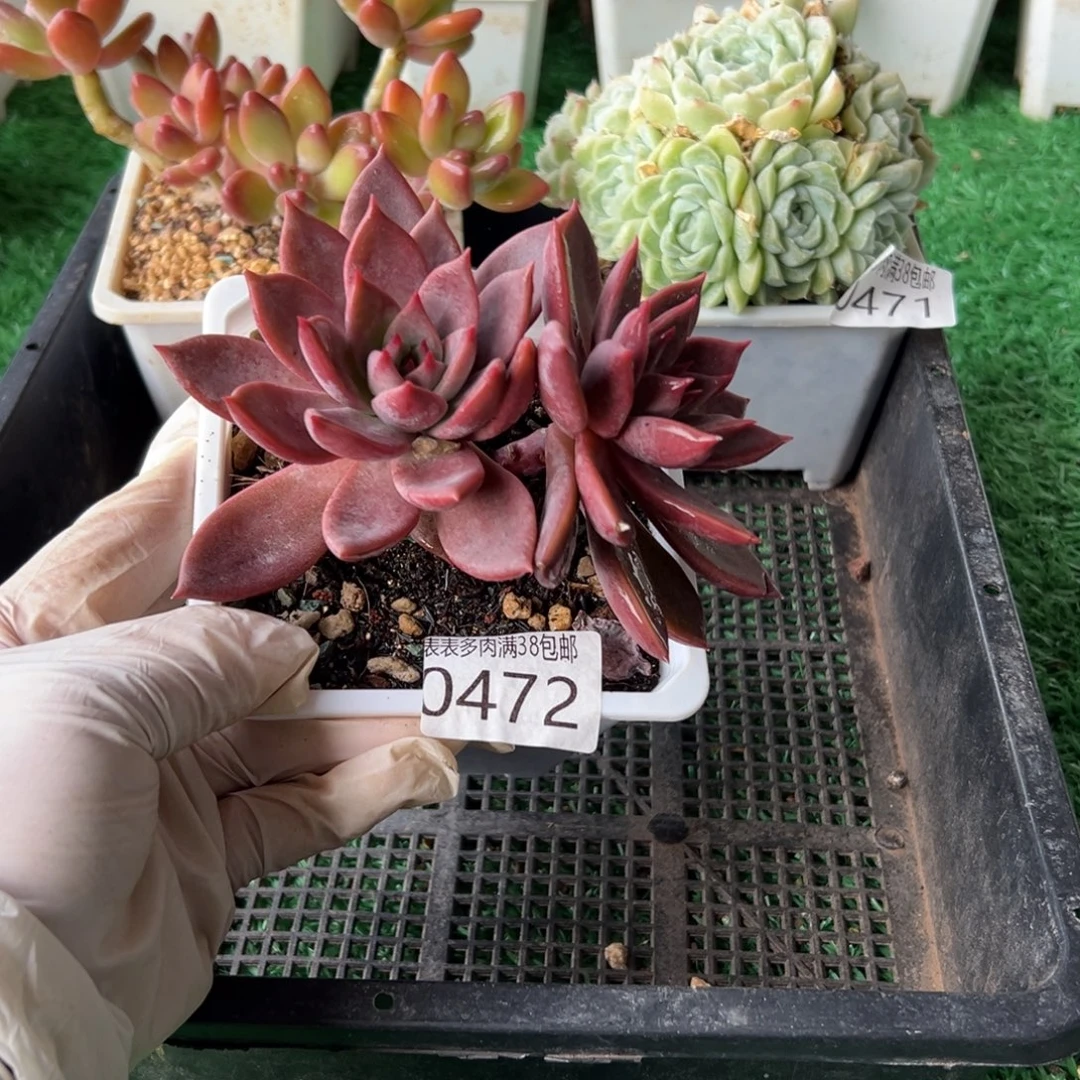 无花朵多肉一物一拍植物0472