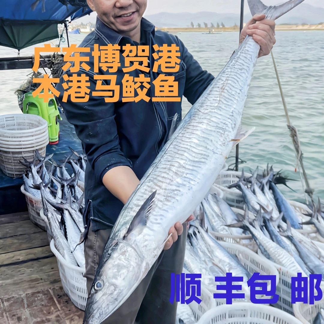 【马鲛仔海产】11斤正宗马鲛鱼 整条切片新鲜速冻 顺丰包邮 博贺港