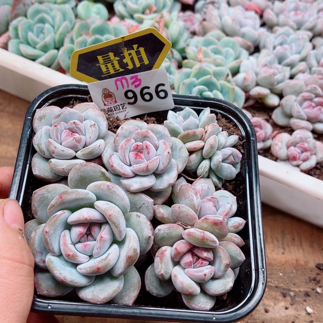 多肉植物多肉植物