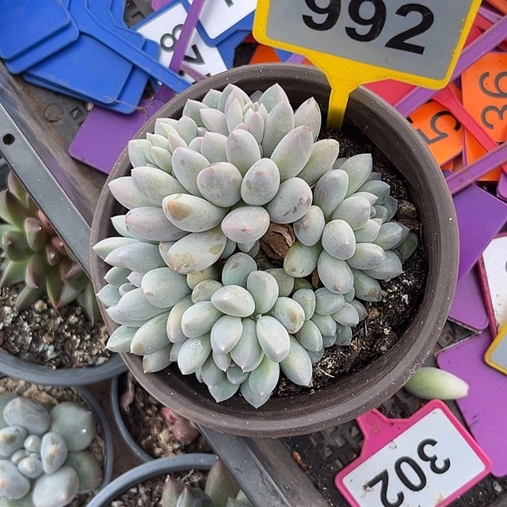 多肉植物奶糖群99