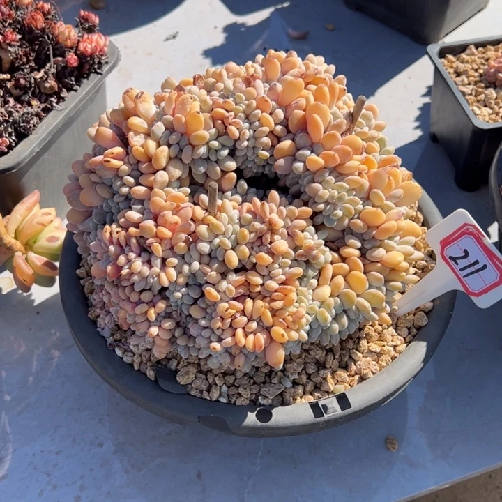 一****粉兔缀不售后211号