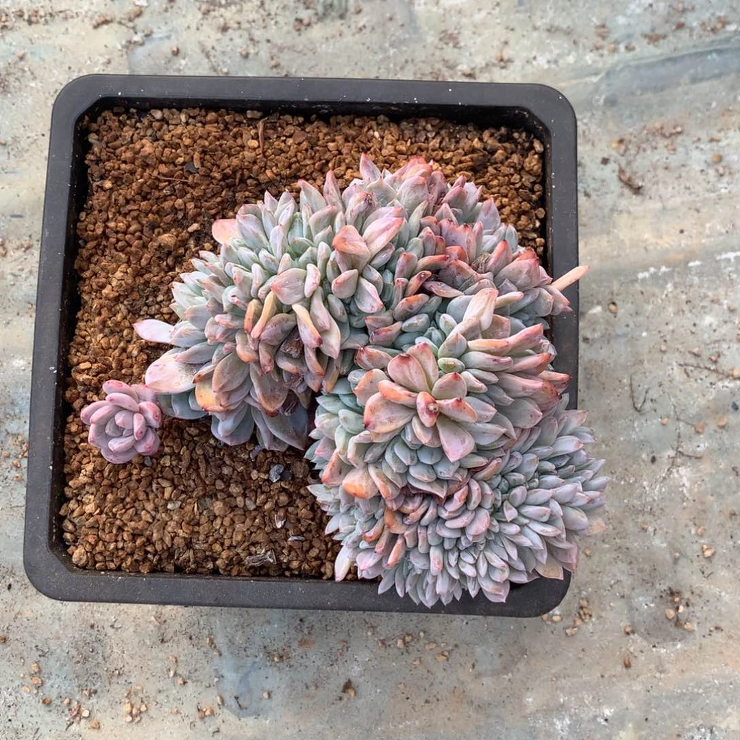 汝***言言的橙梦露缀化多肉一颗