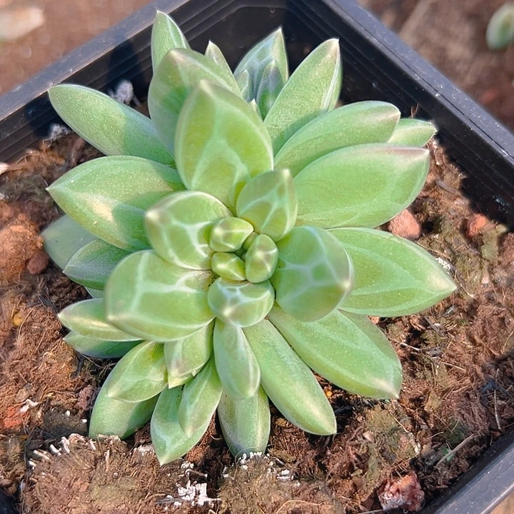 暗纹美人福利特美人特