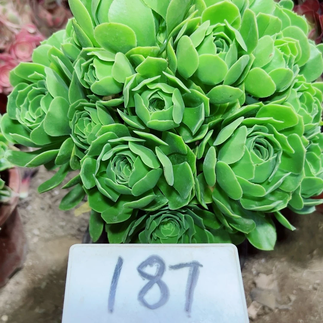 多肉植物绿羊绒法师