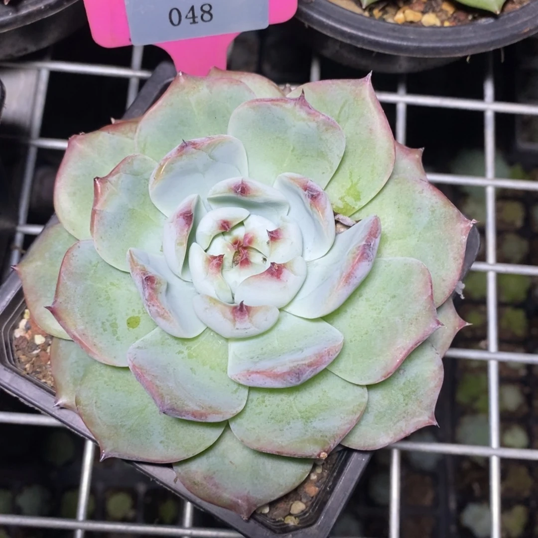 x048-多肉植物 惊鸿杂