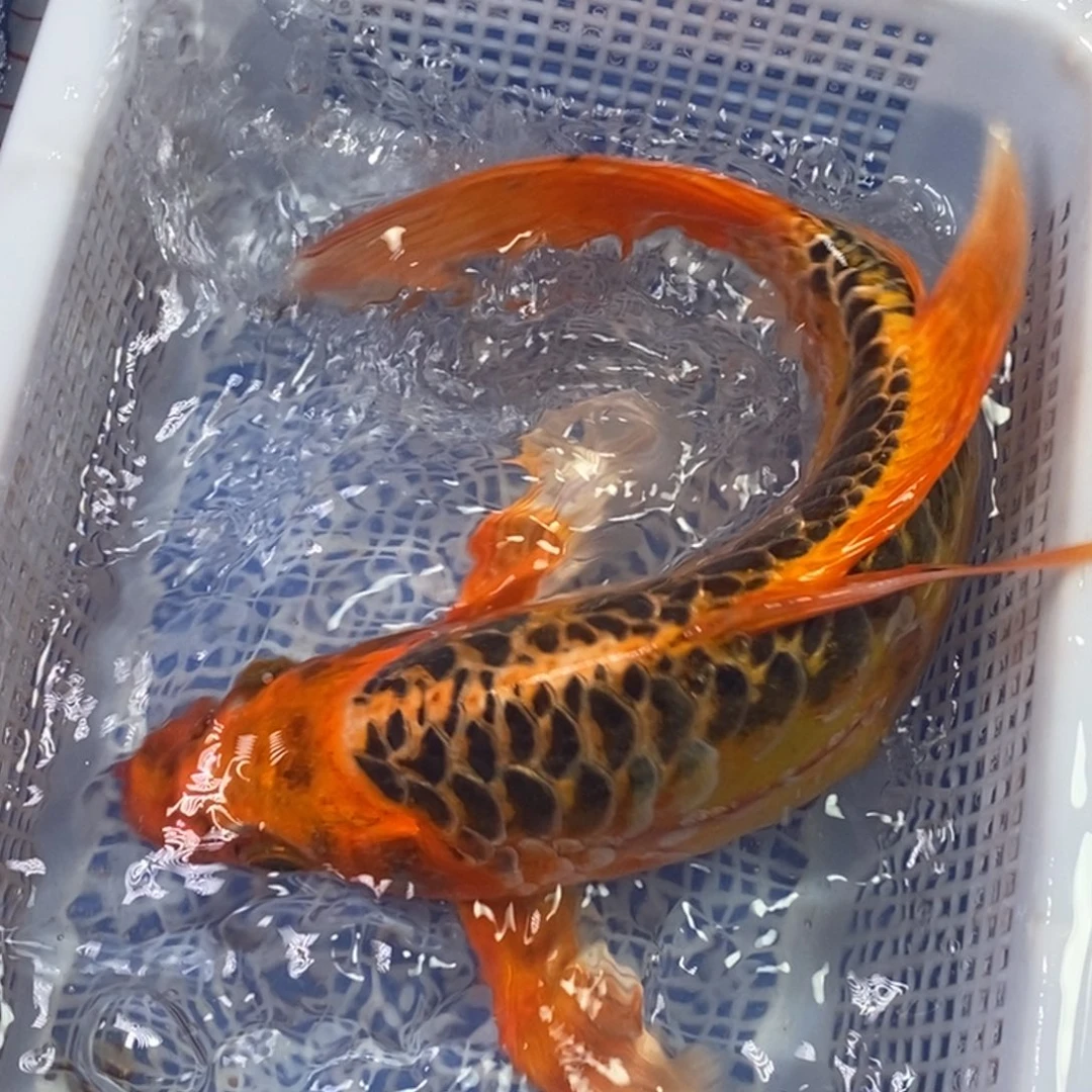 海水鱼冷水锦鲤包邮