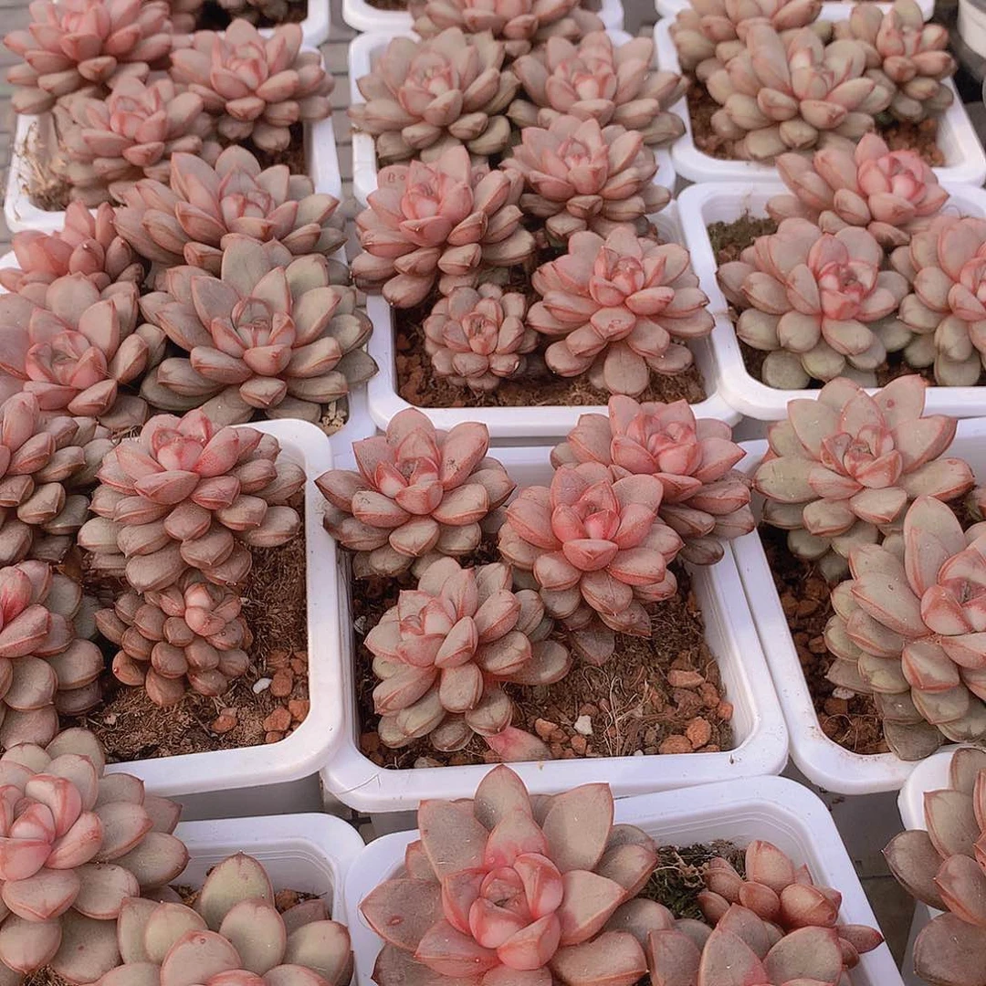 三头葡萄2345677889909