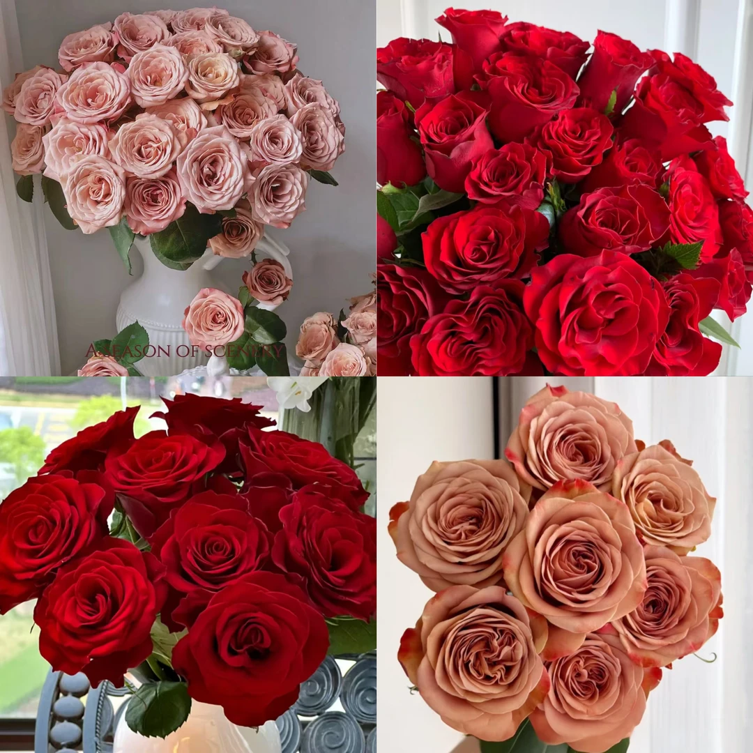 【花予专属】10枝高原红+10枝卡布奇诺  云南鲜切花