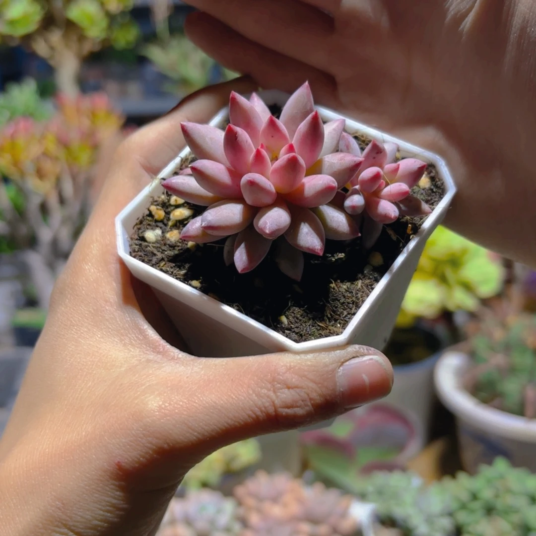 虞美人新疆包邮控养7cm