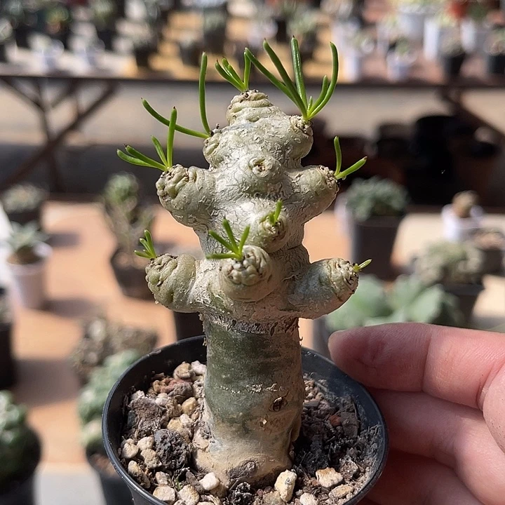 无花朵万物象块根一物一拍