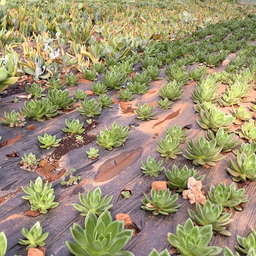 颜***兮十级福利大群不售后