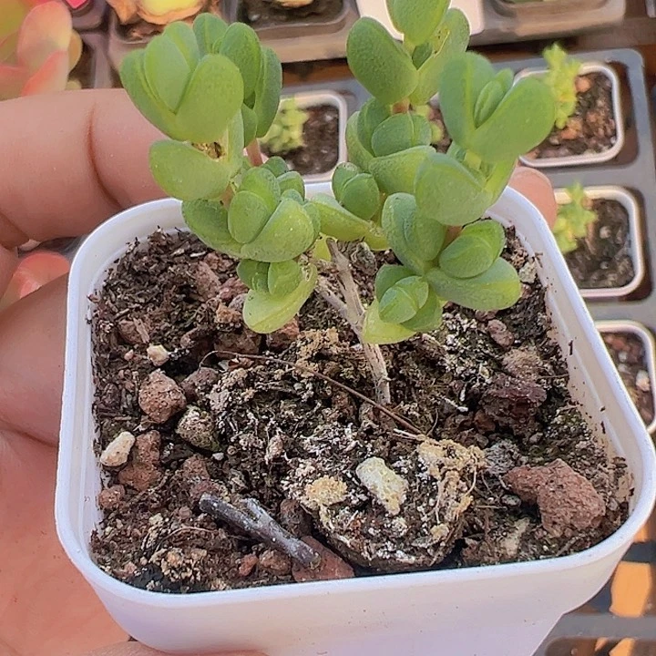 元宝精品多肉植物大战