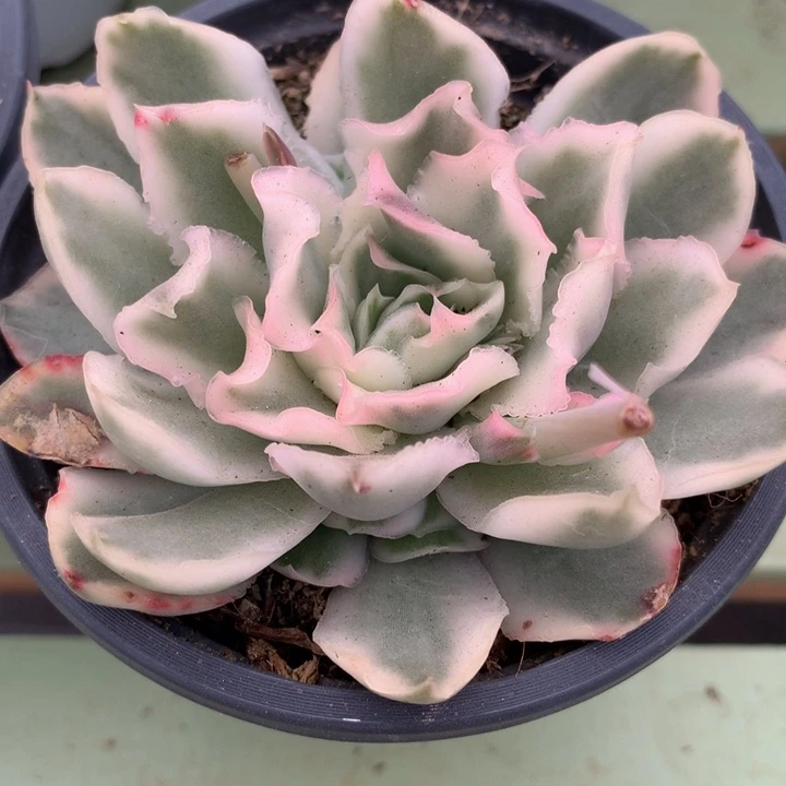 紫蝴蝶锦群锦上园艺一物一拍